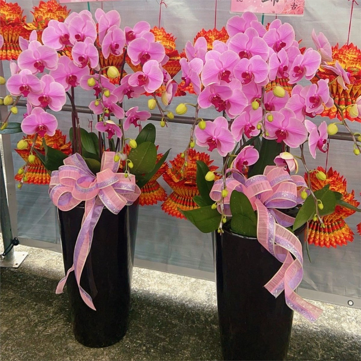 五株蘭花