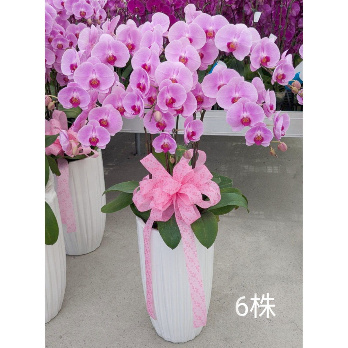 六株蘭花B02(粉)