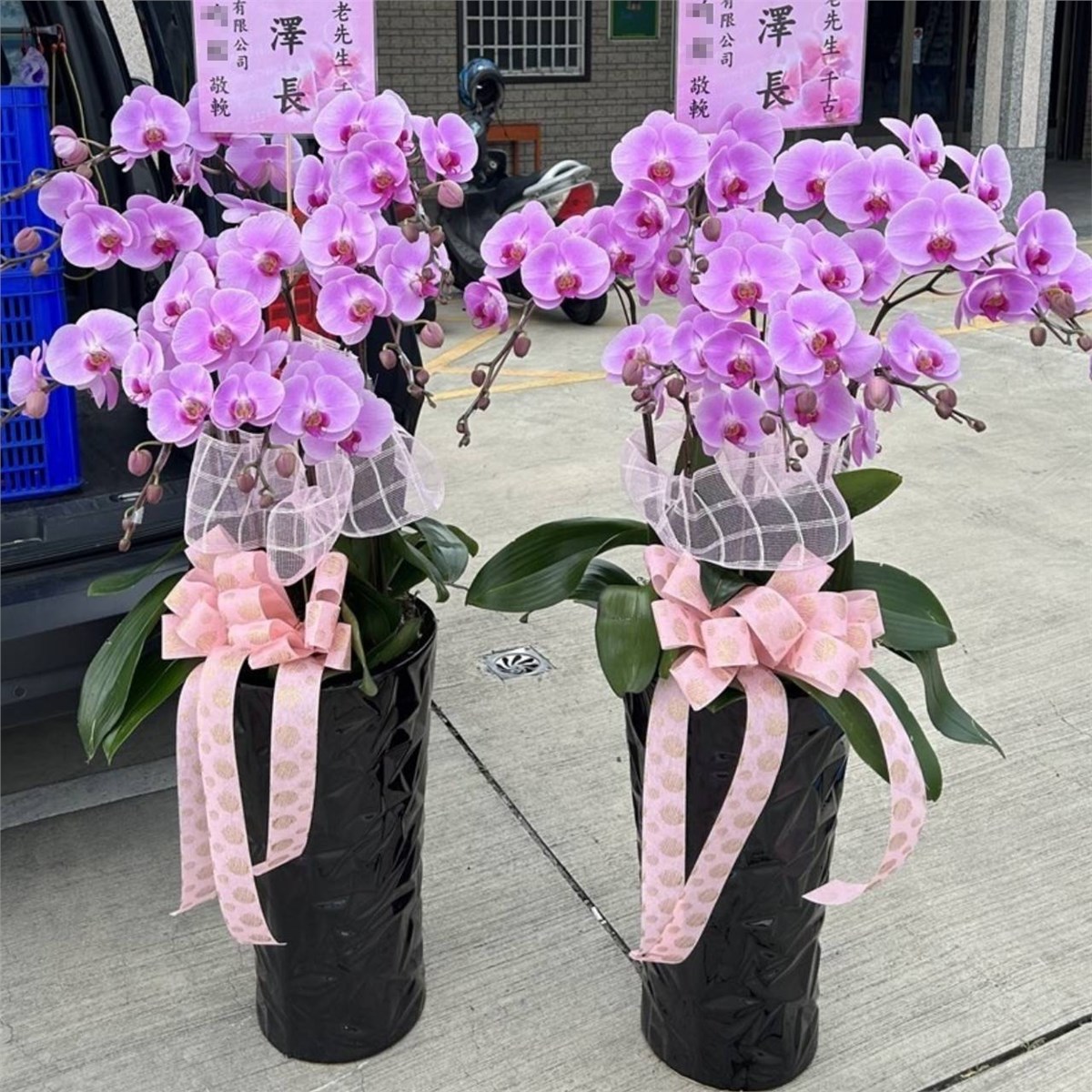 粉色蘭花-7株