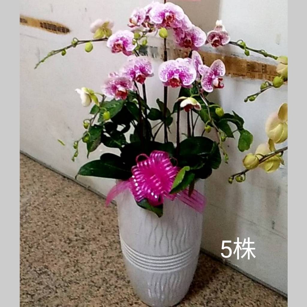 五株蘭花(粉)
