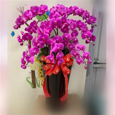 12株紅色蘭花(基隆)