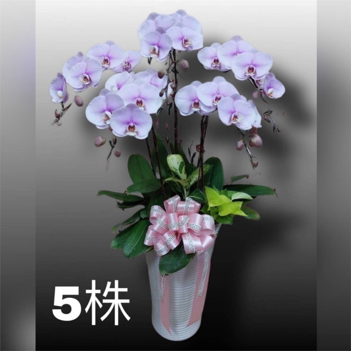 5株蘭花(買斷瓷盆)