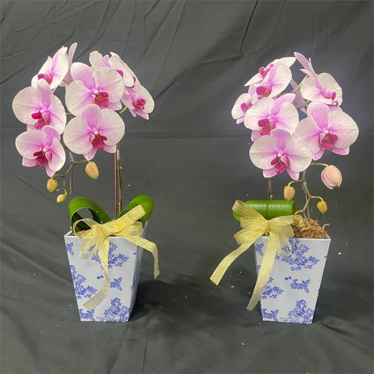 (館外)靈堂小蘭花(現況花色隨機出貨)