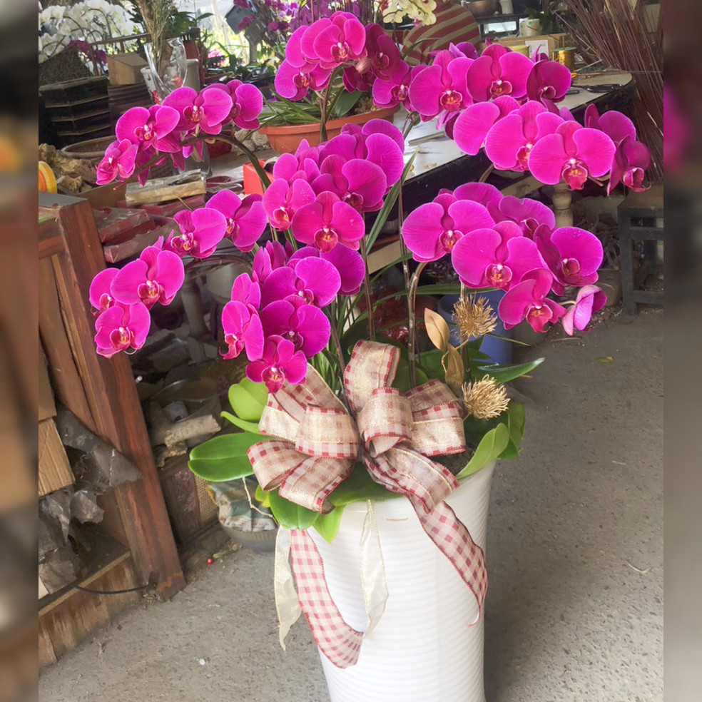 8株蘭花(粉)