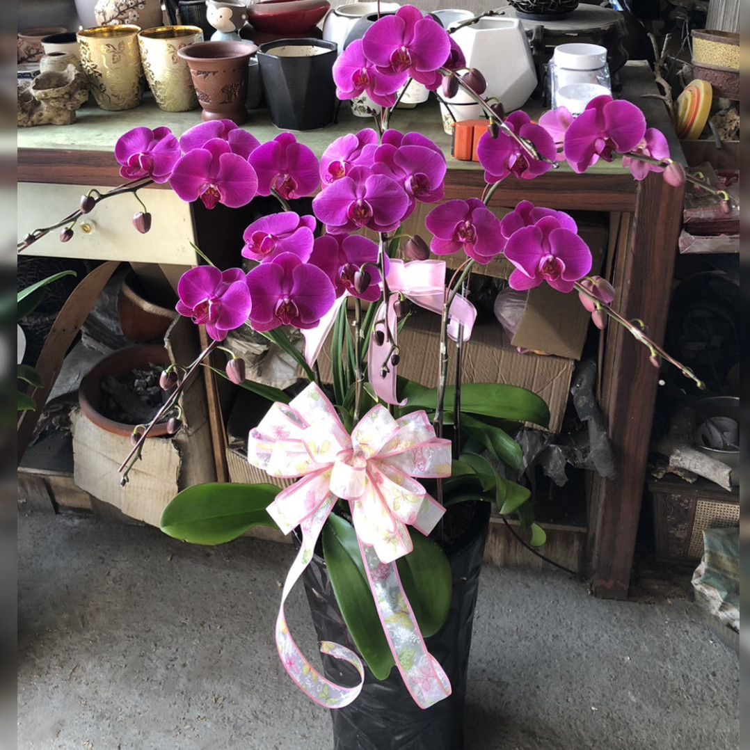 6株蘭花(粉)