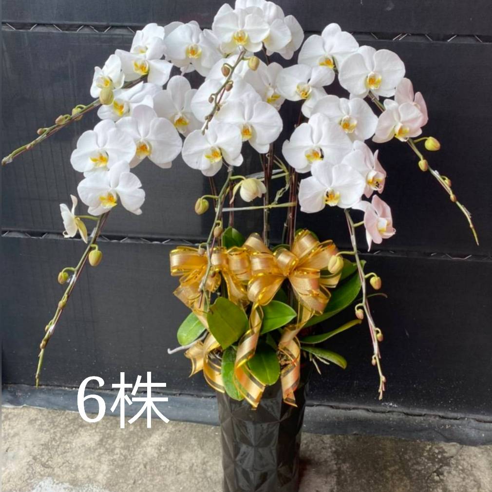 6株蘭花(白)
