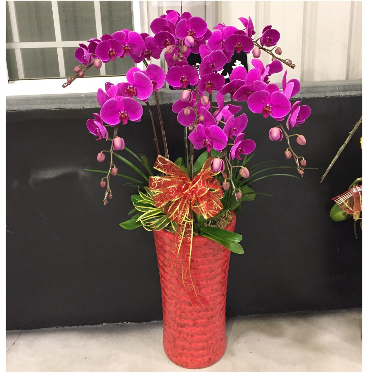 7株蘭花(粉)