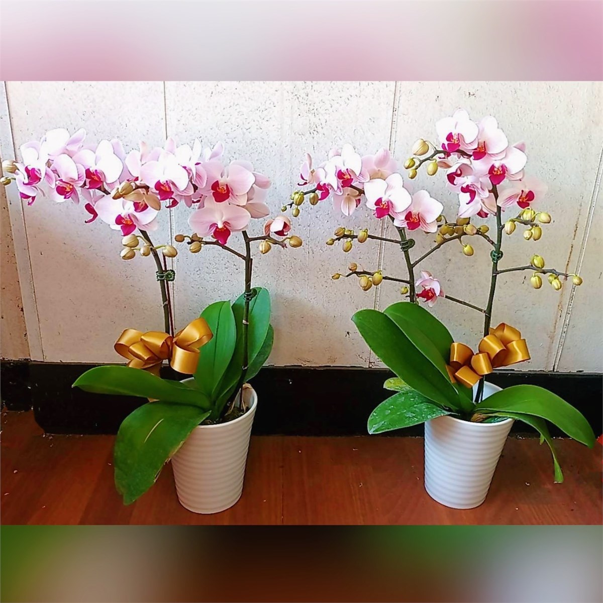 1株2梗靈前蘭花(限中壢殯儀館及周圍私人會館)