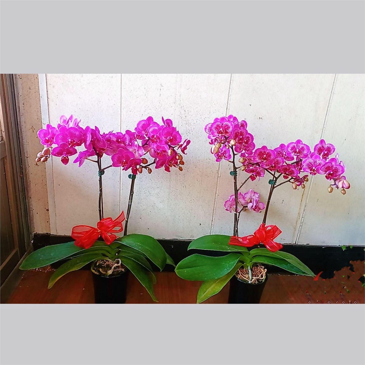 1株2梗靈前蘭花(限中壢殯儀館及周圍私人會館)