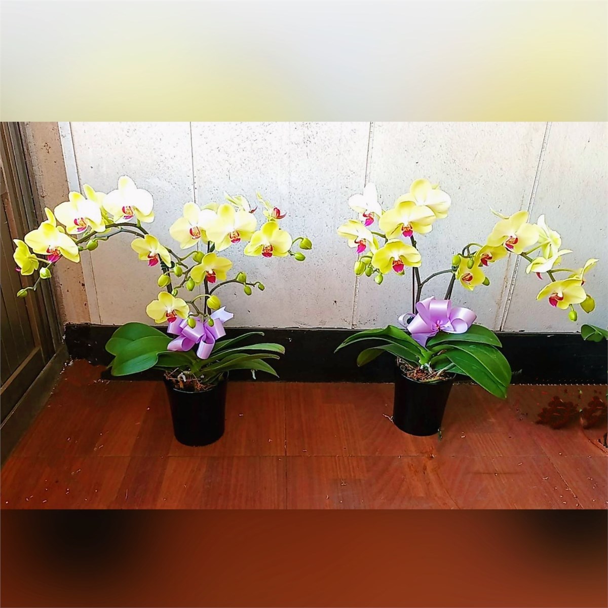 1株2梗靈前蘭花(限中壢殯儀館及周圍私人會館)