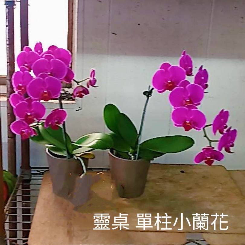 單株靈前蘭花(限中壢殯儀館及周圍私人會館)