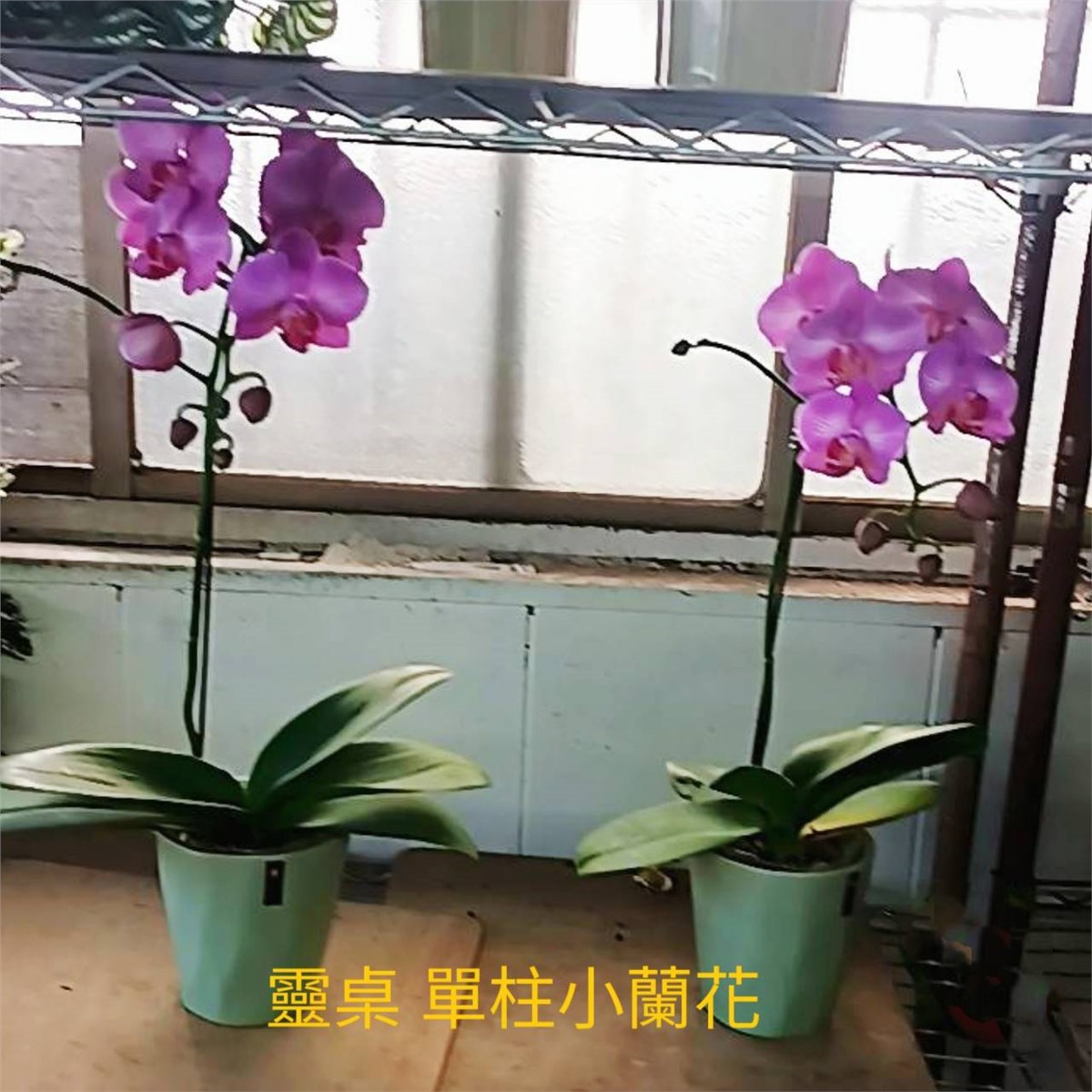 單株靈前蘭花(限中壢殯儀館及周圍私人會館)