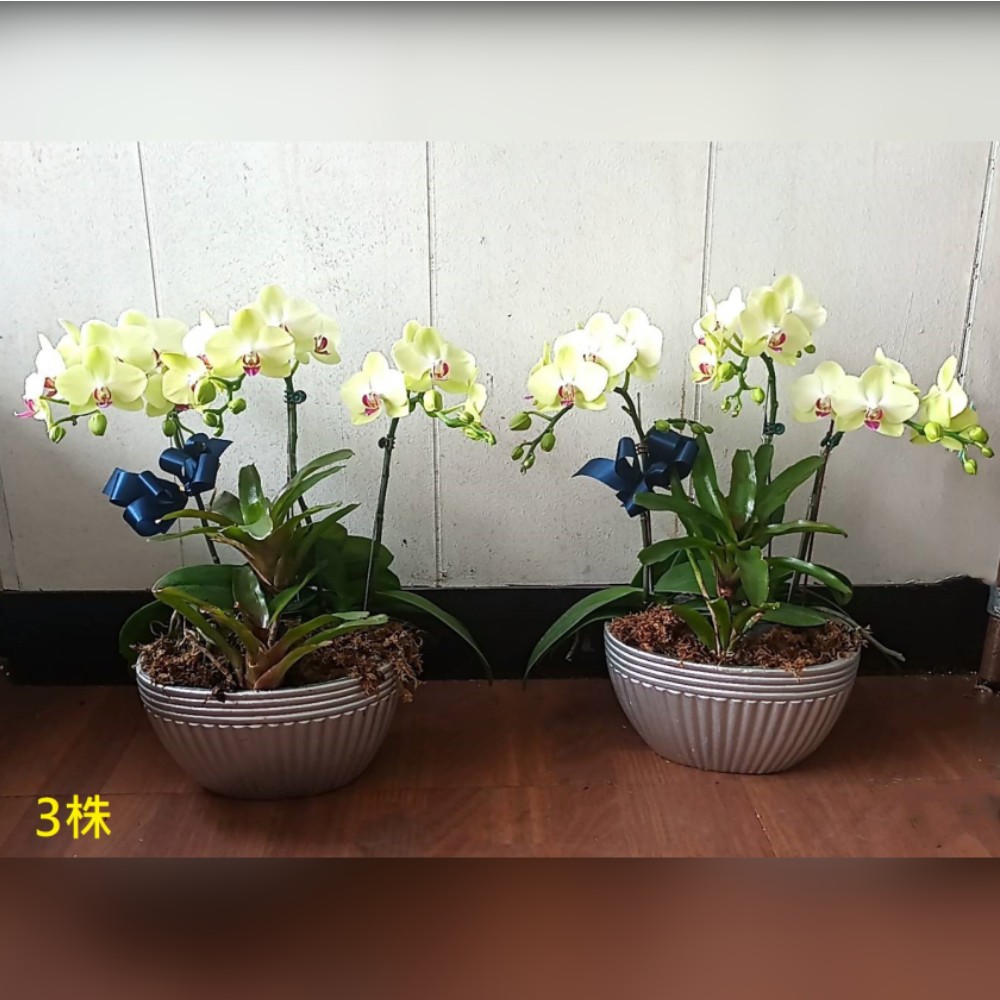 3株靈前蘭花(限中壢殯儀館及周圍私人會館)