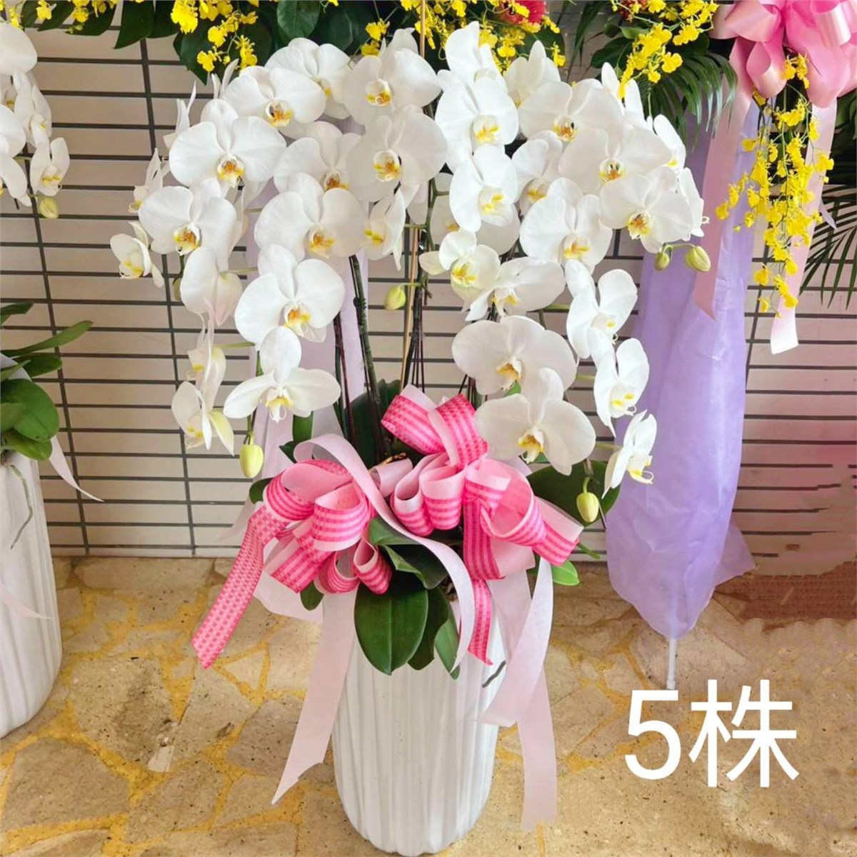 5株蘭花(白)