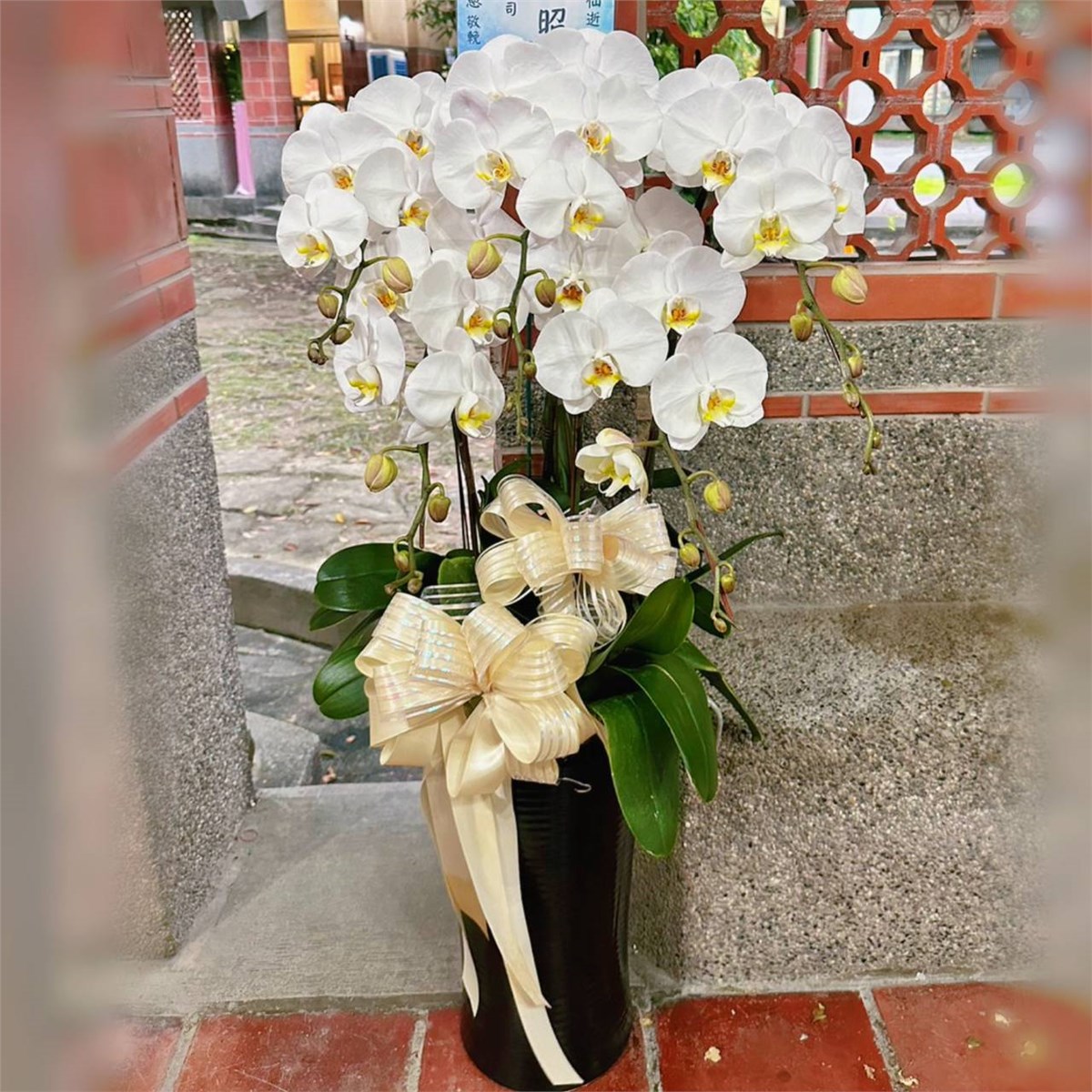 5株白色蘭花