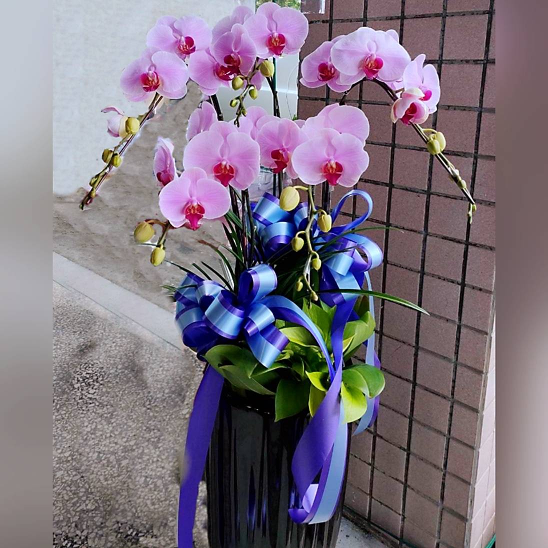 5株粉色蘭花