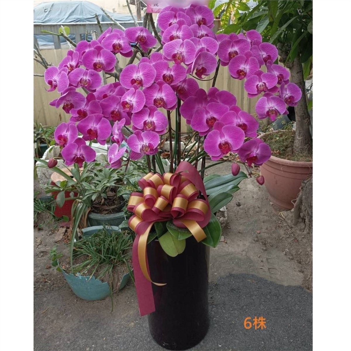 6株粉色蘭花