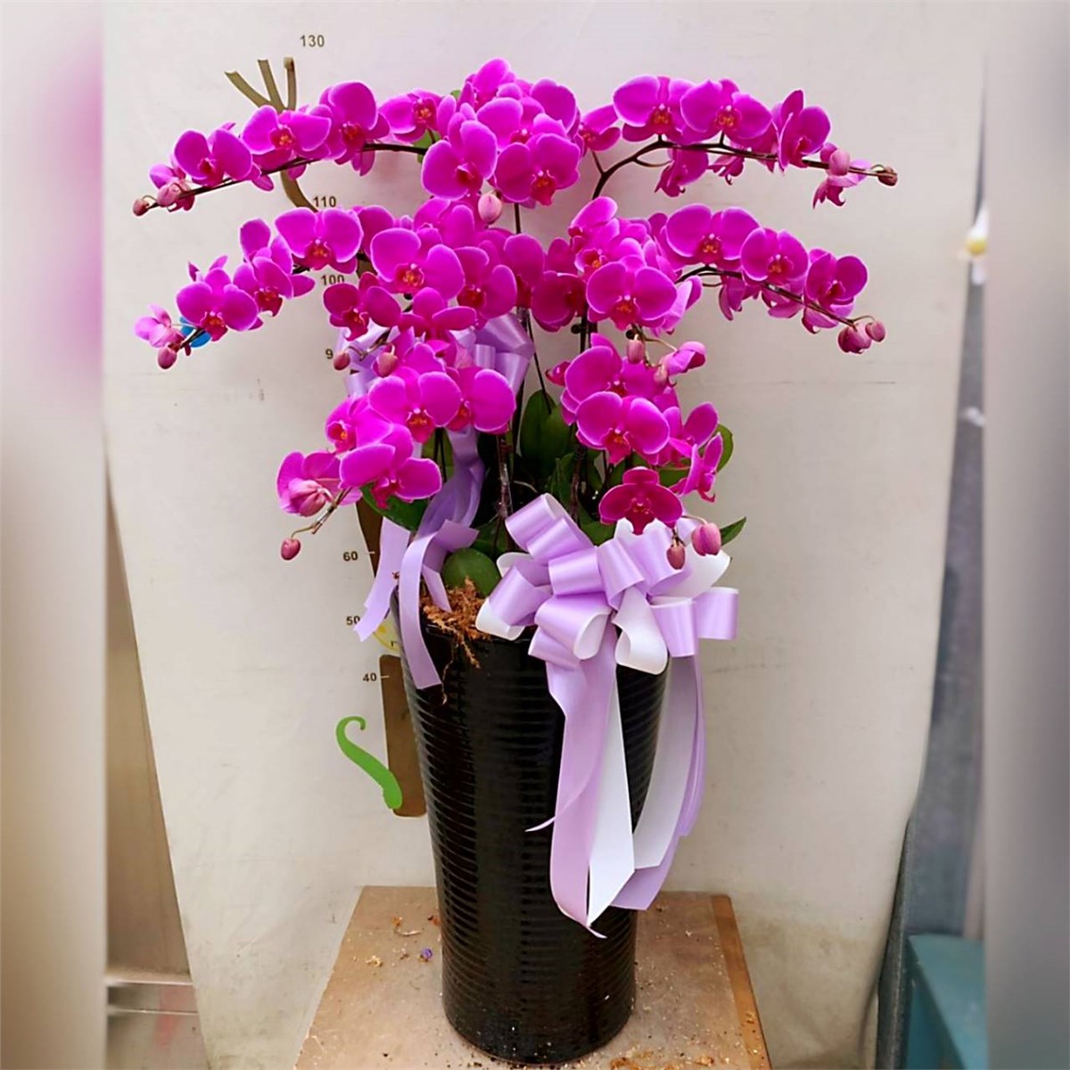 9株粉色蘭花