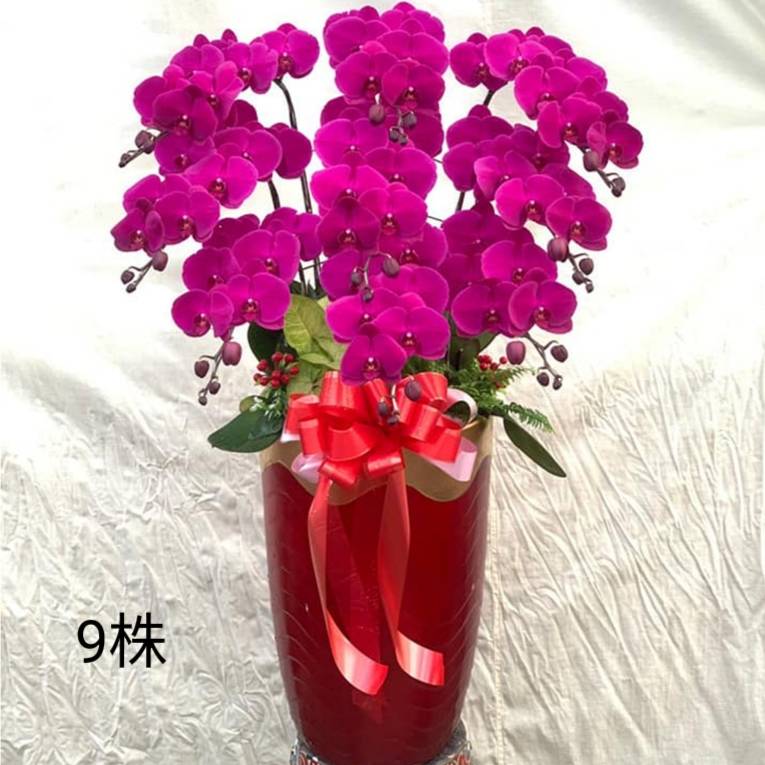 9株蘭花(粉)-湖口、關西