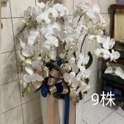 9株落地蘭花(白色)