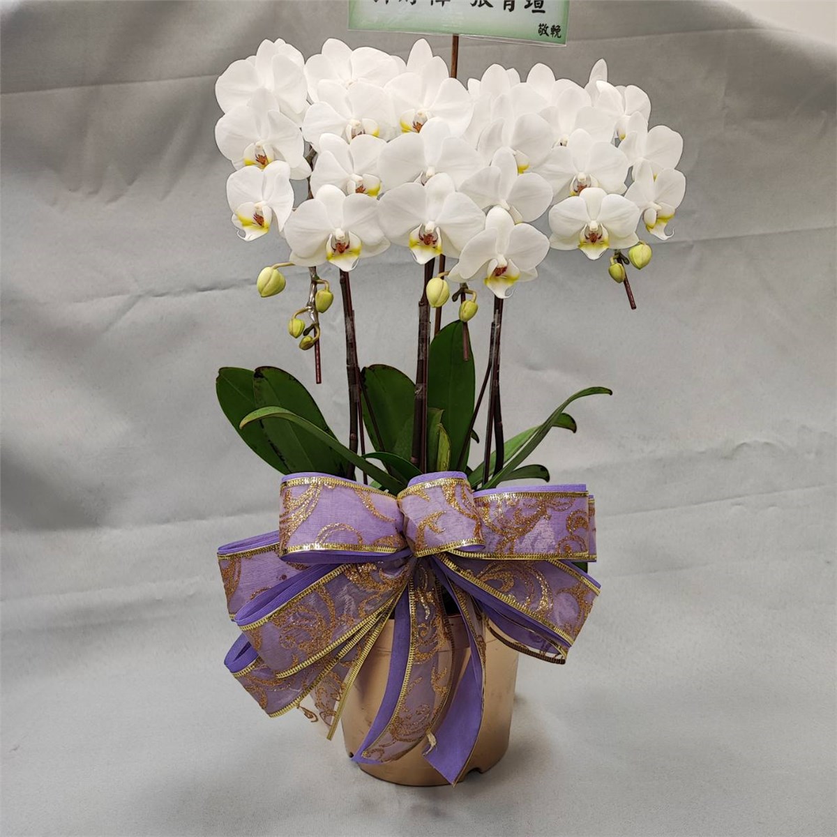 3株桌上型蘭花(白色)