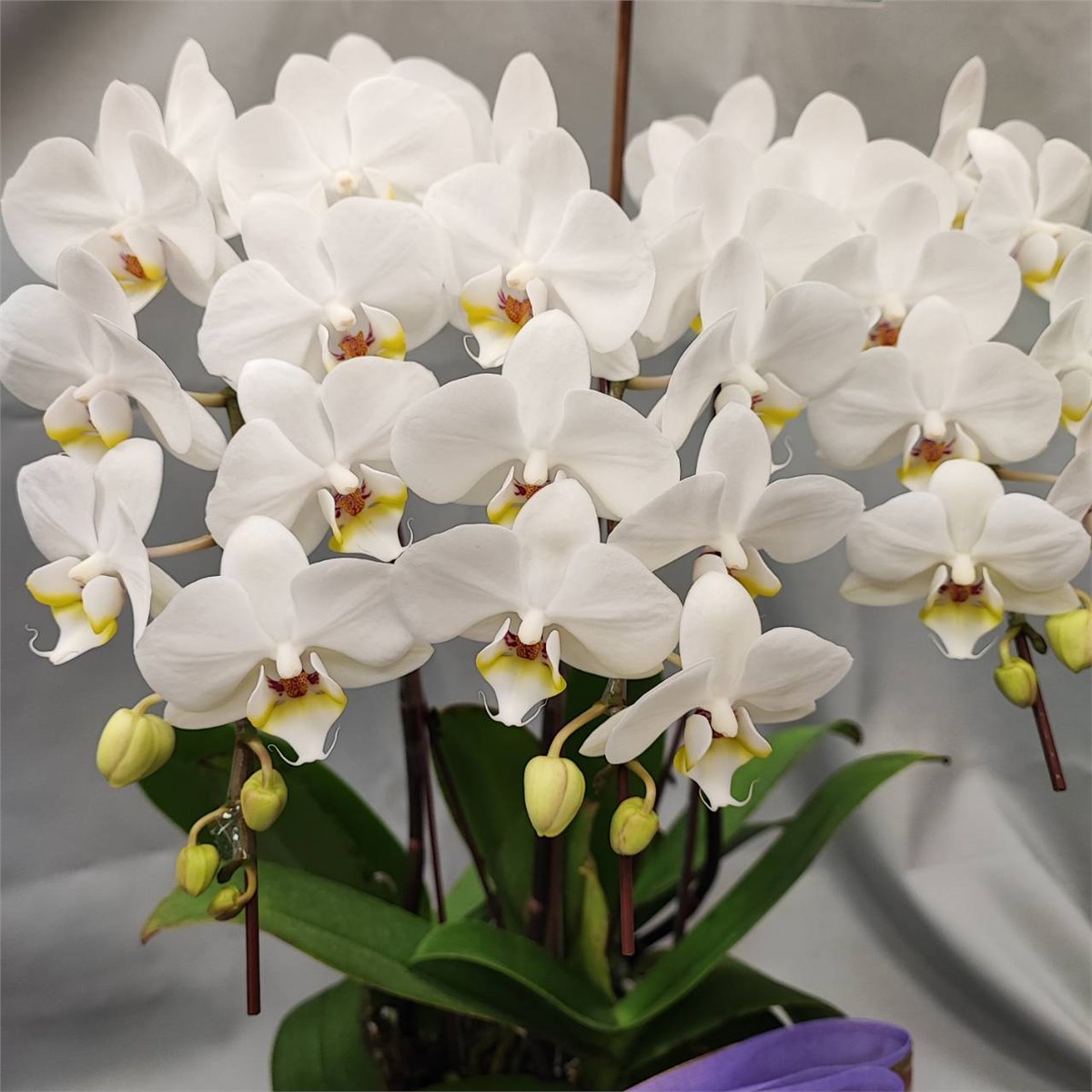 3株桌上型蘭花(白色)