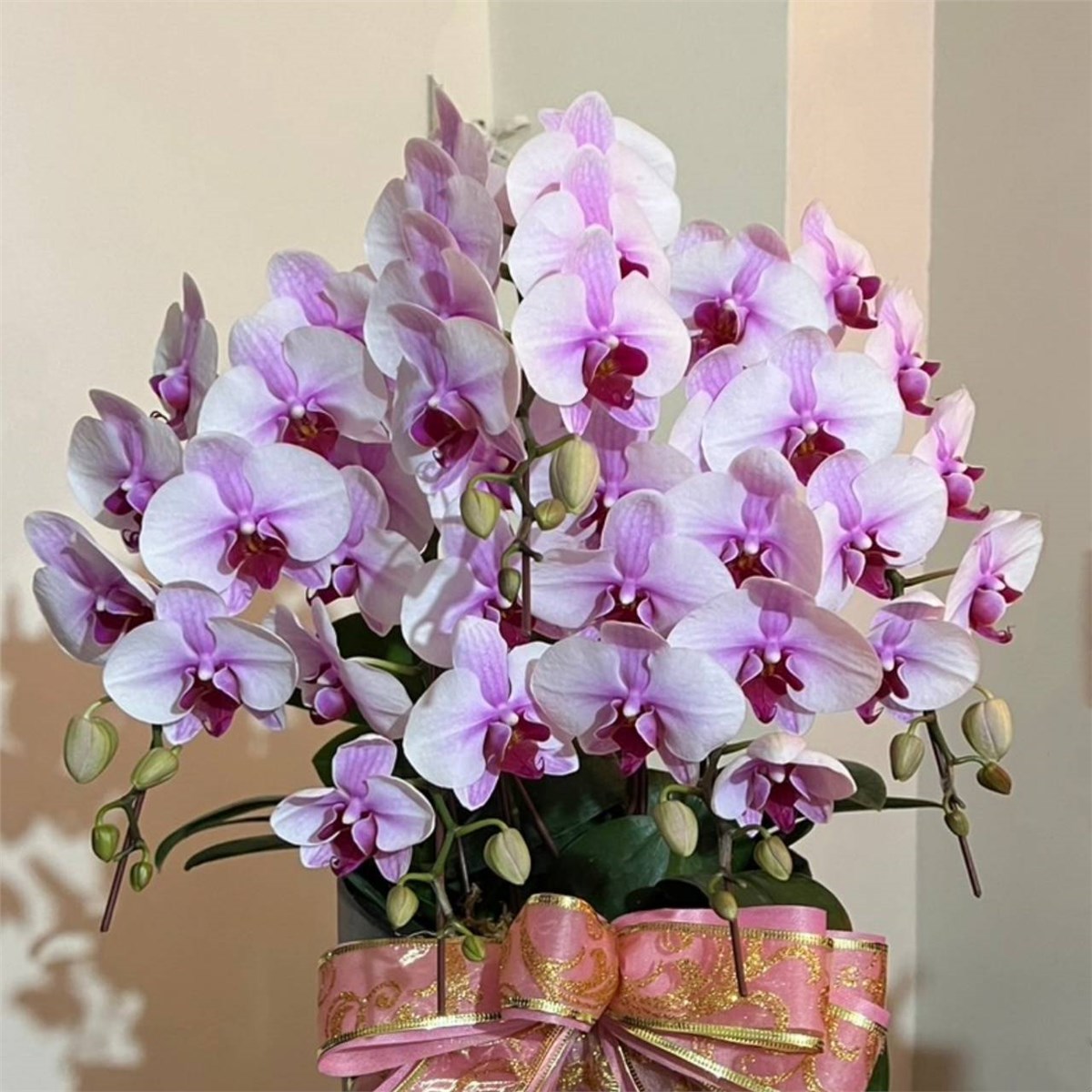 5株桌上型蘭花(粉色)