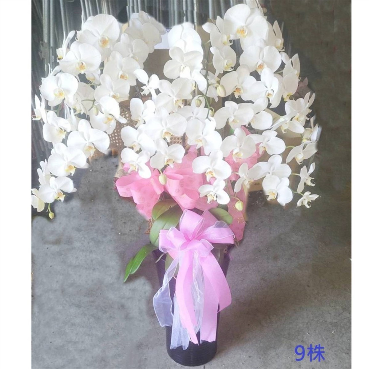 9株白色蘭花
