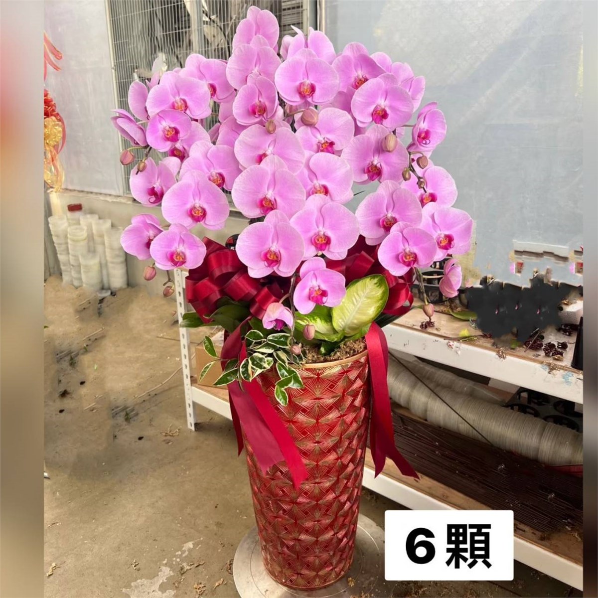 6株蘭花(粉或紅色)