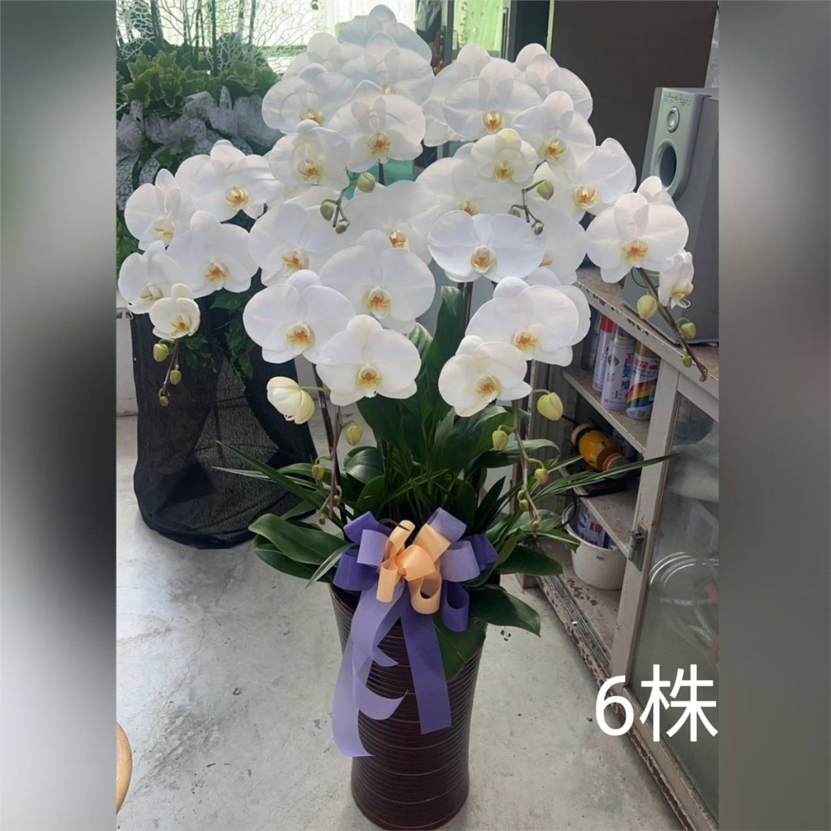 6株蘭花(白)