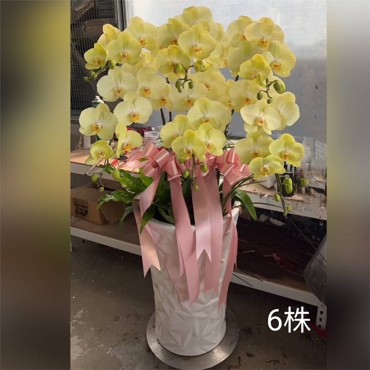 6株蘭花(黃色)
