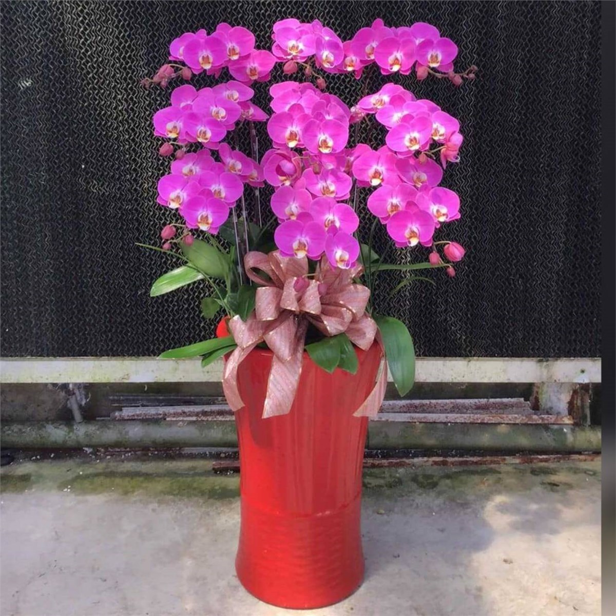 9株雙色蘭花(粉)