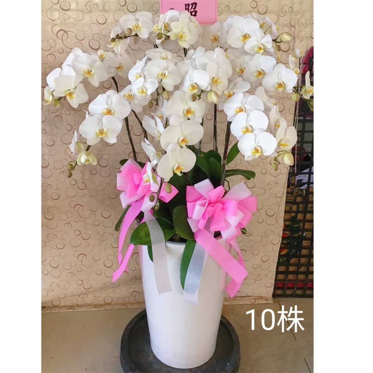 10株雙色蘭花(白色)