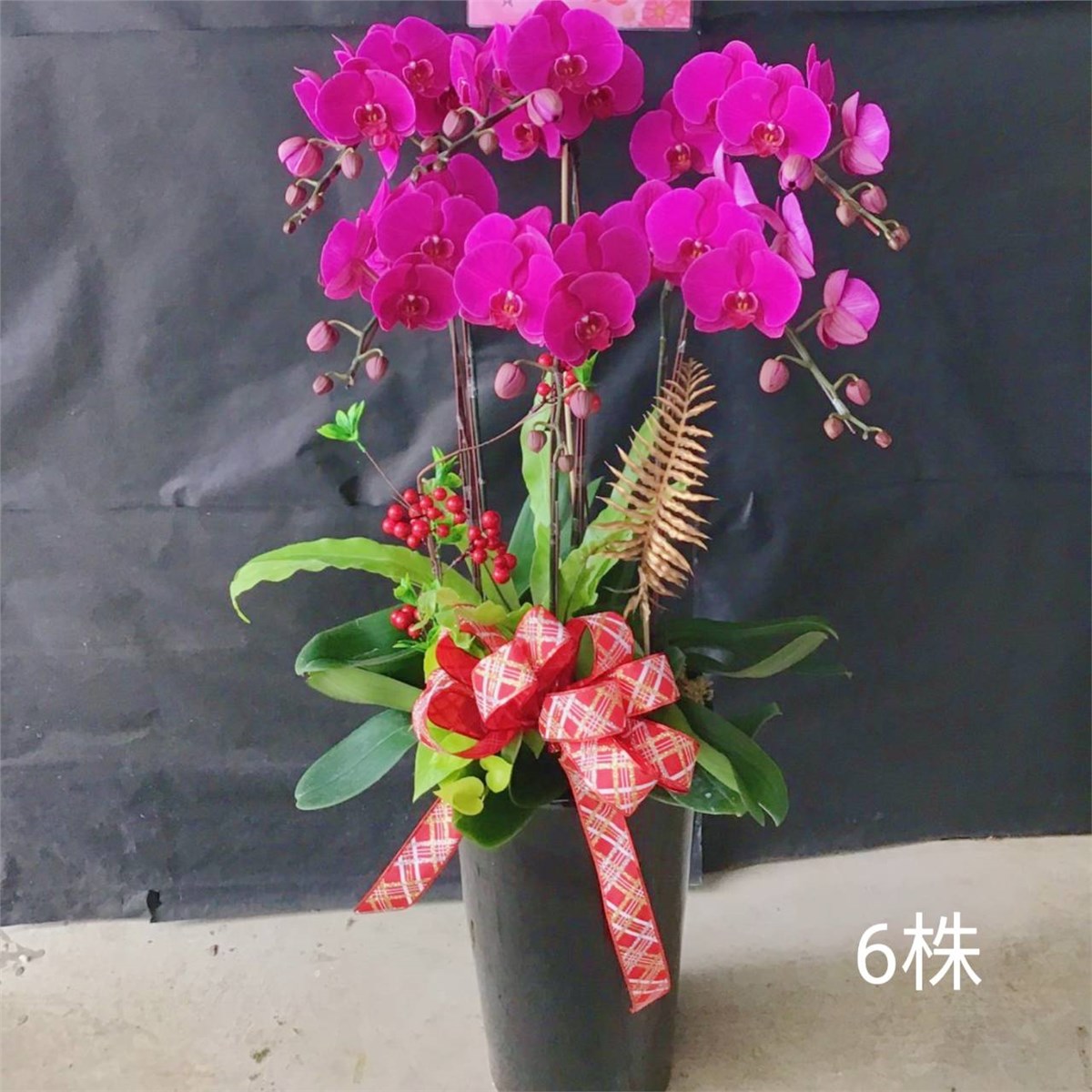 6株雙色蘭花(粉)