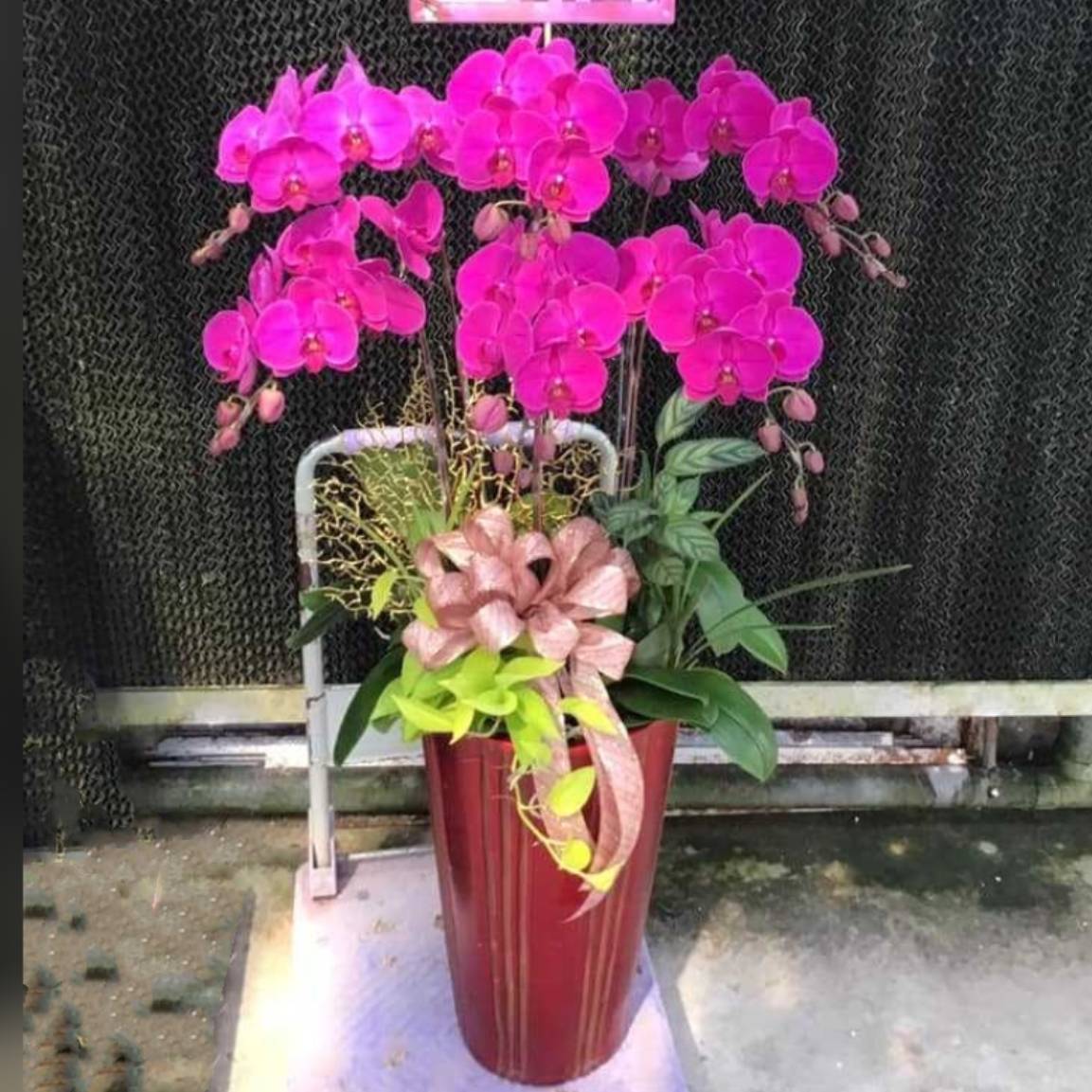 6株雙色蘭花(粉)