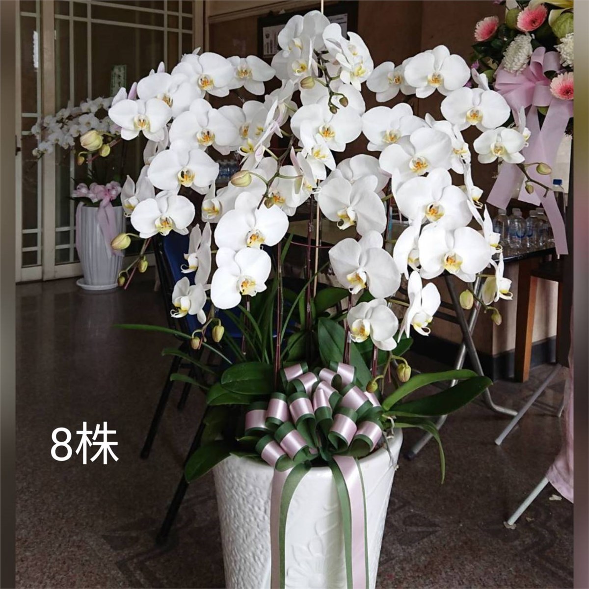 8株落地高盆蘭花(白)