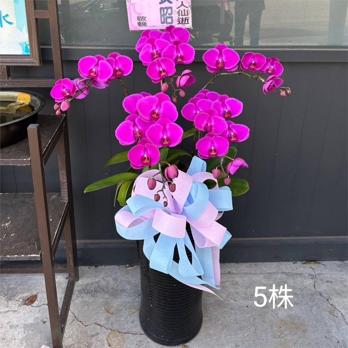 5株蘭花盆栽(粉)