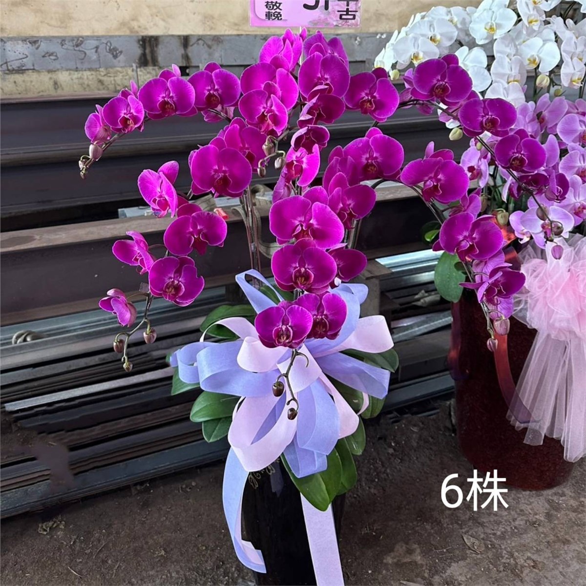 6株蘭花盆栽(粉)