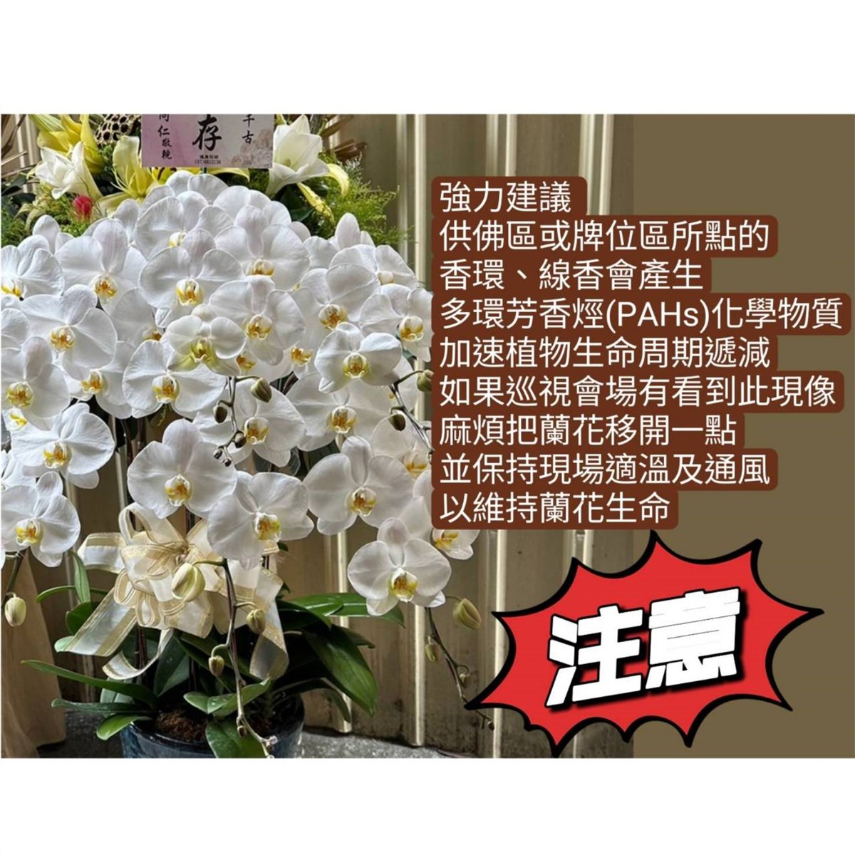 6株蘭花盆栽(粉)