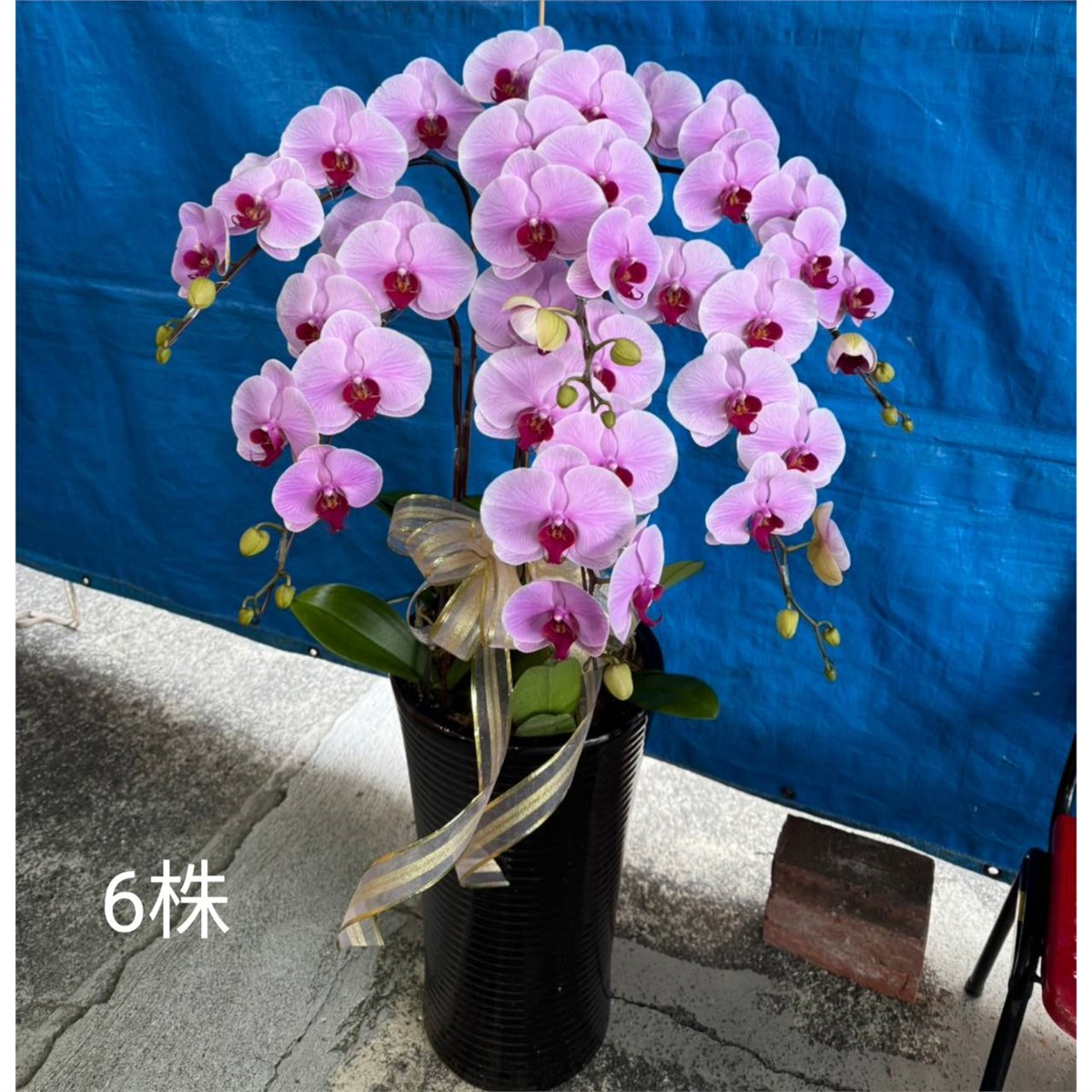 6株蘭花(粉)
