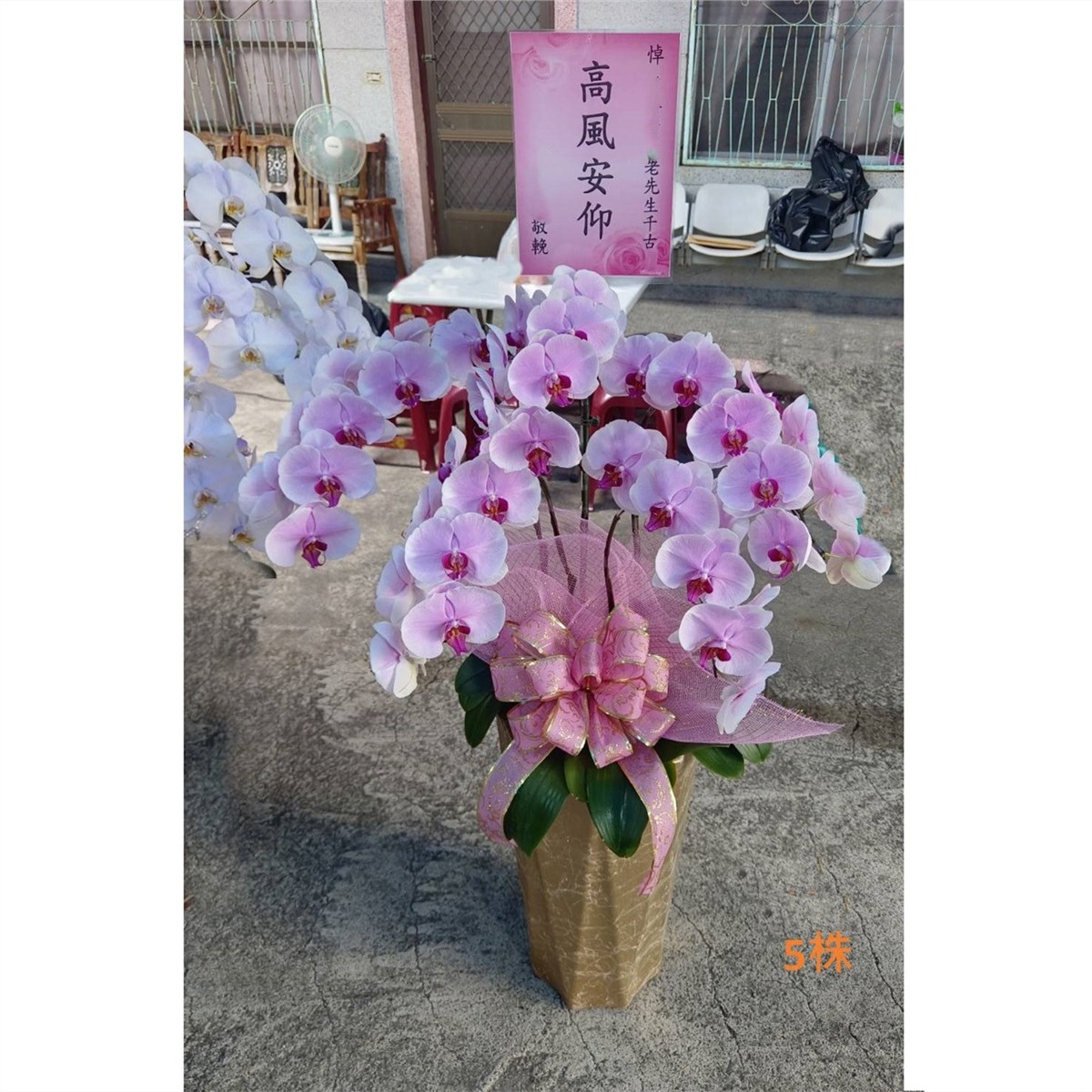 5株落地蘭花(粉色)