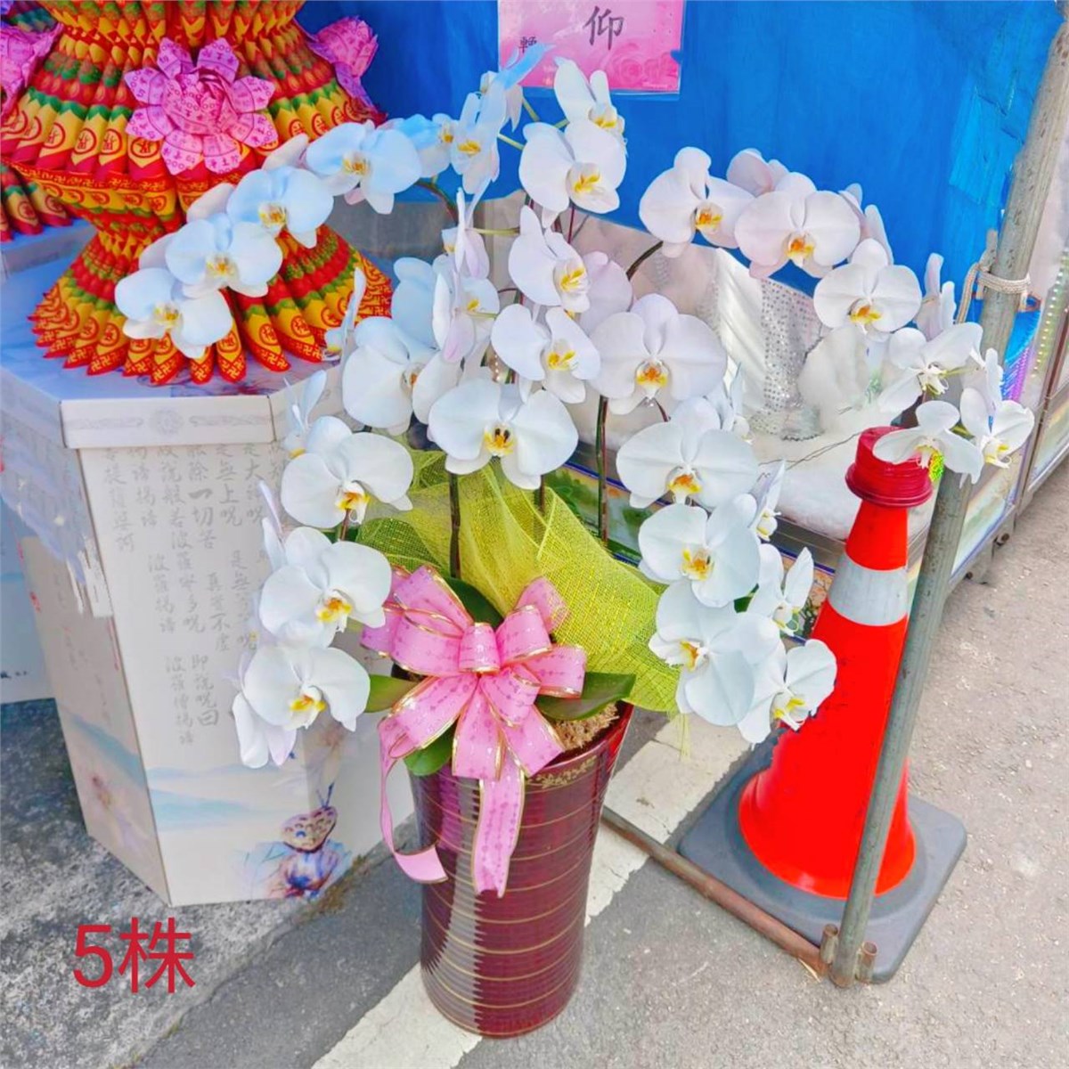 5株落地蘭花(白色)