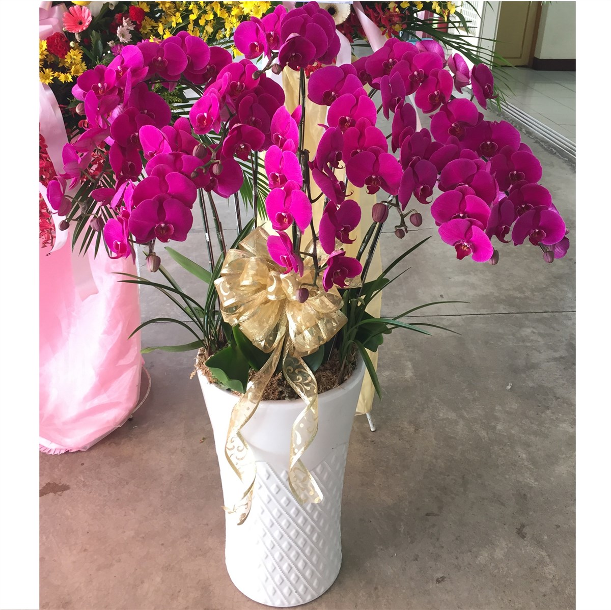 九株蘭花