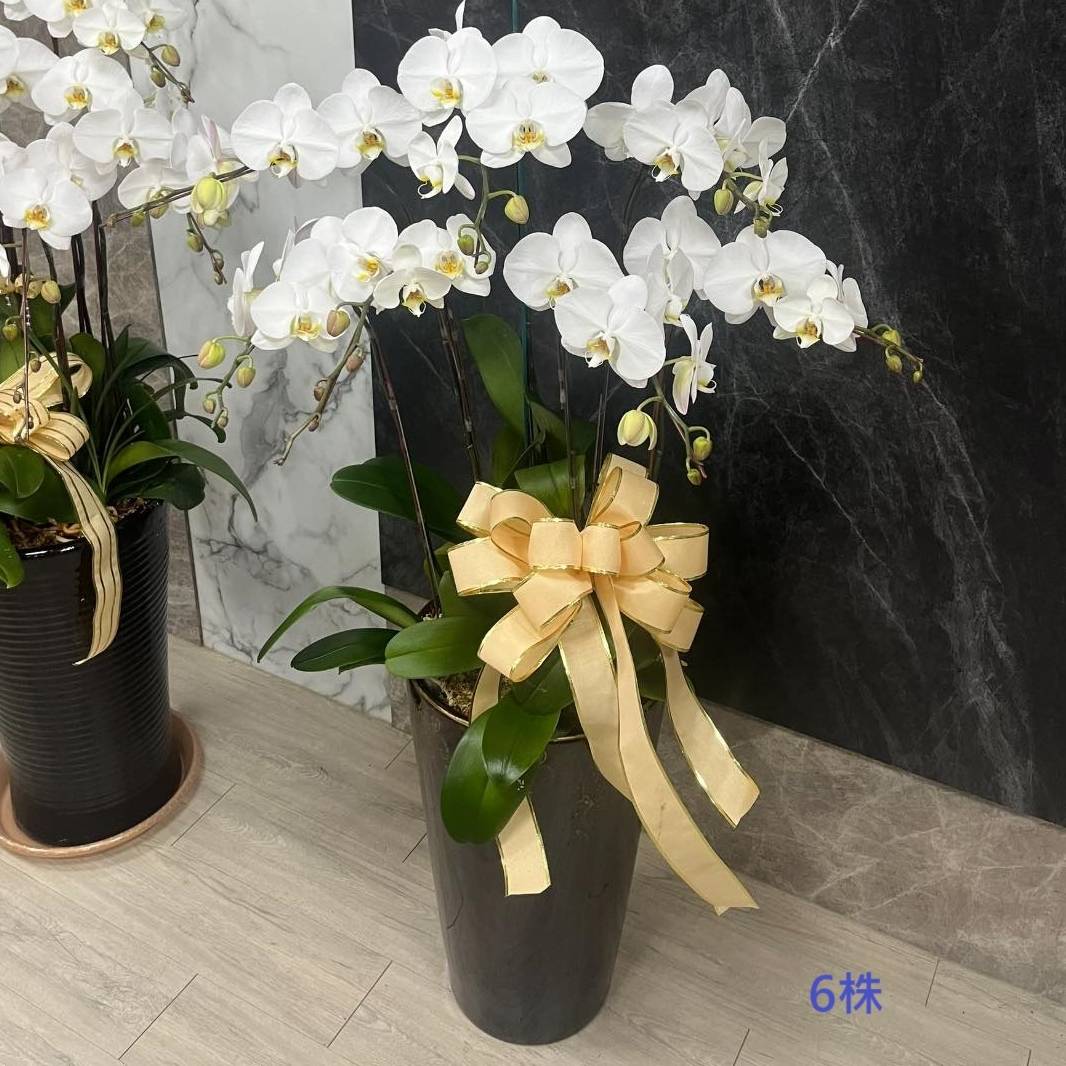 6株白色蘭花