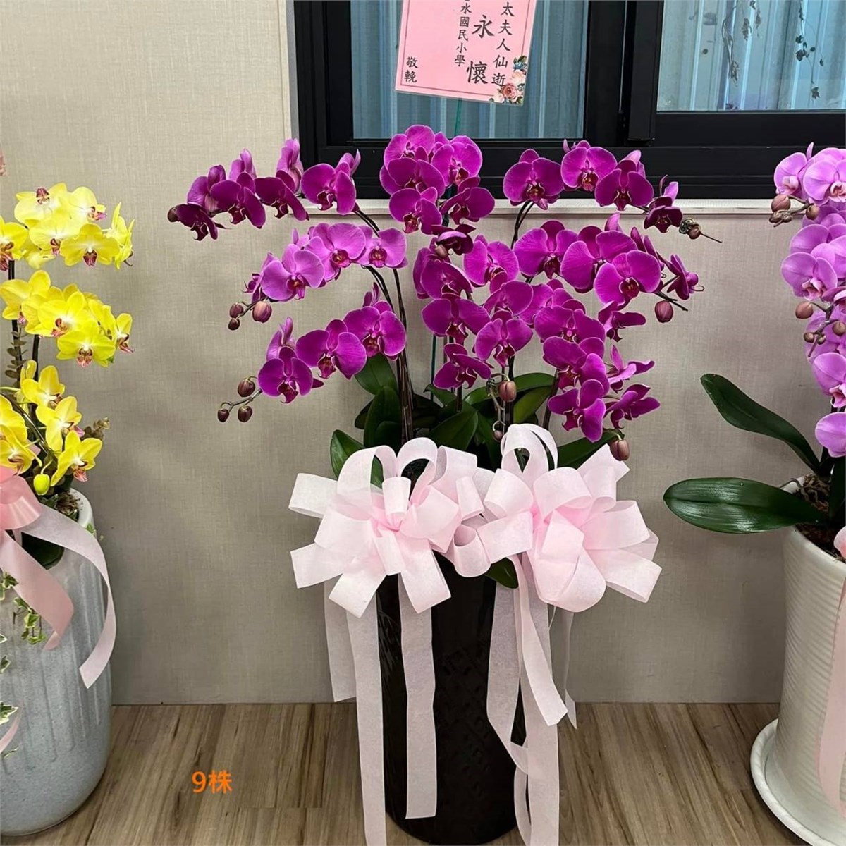 9株粉色蘭花