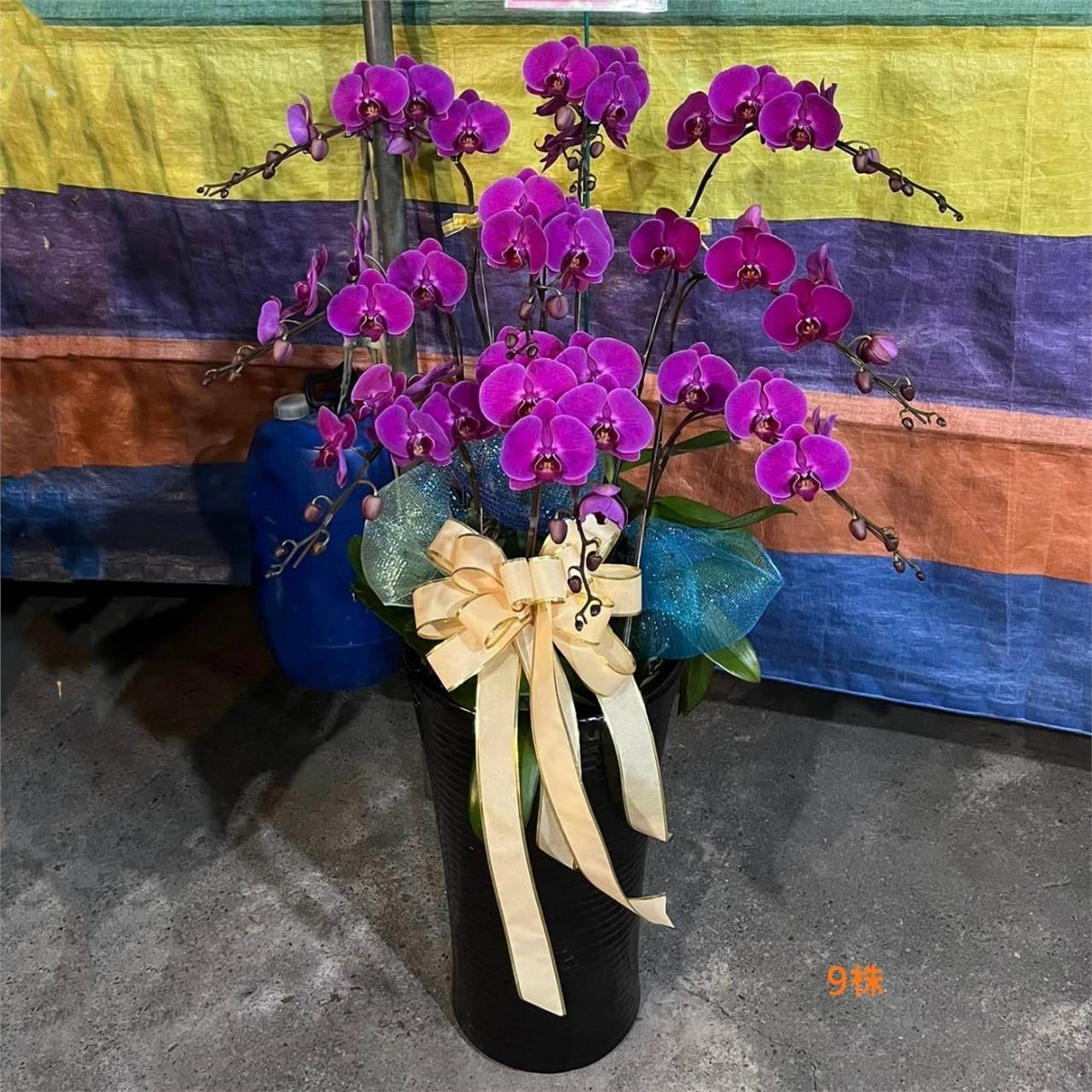 9株粉色蘭花