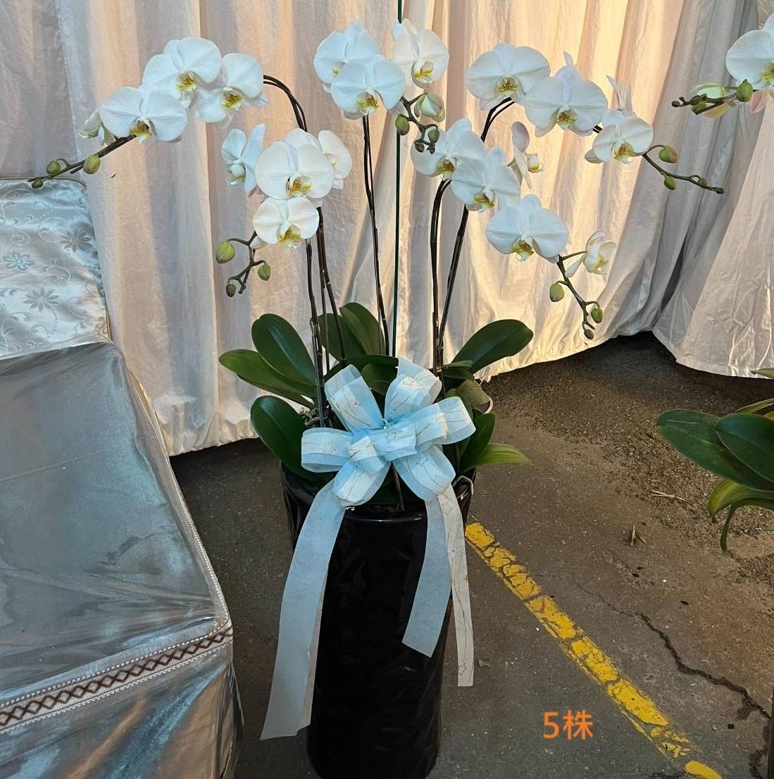 5株白色蘭花