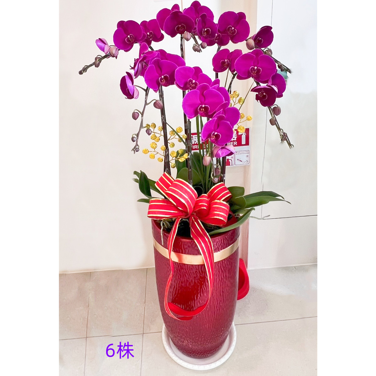 6株粉色蘭花盆