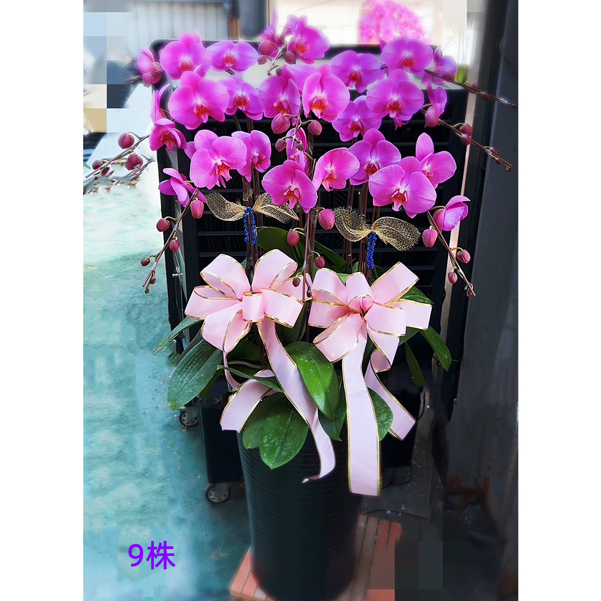 9株粉色蘭花盆