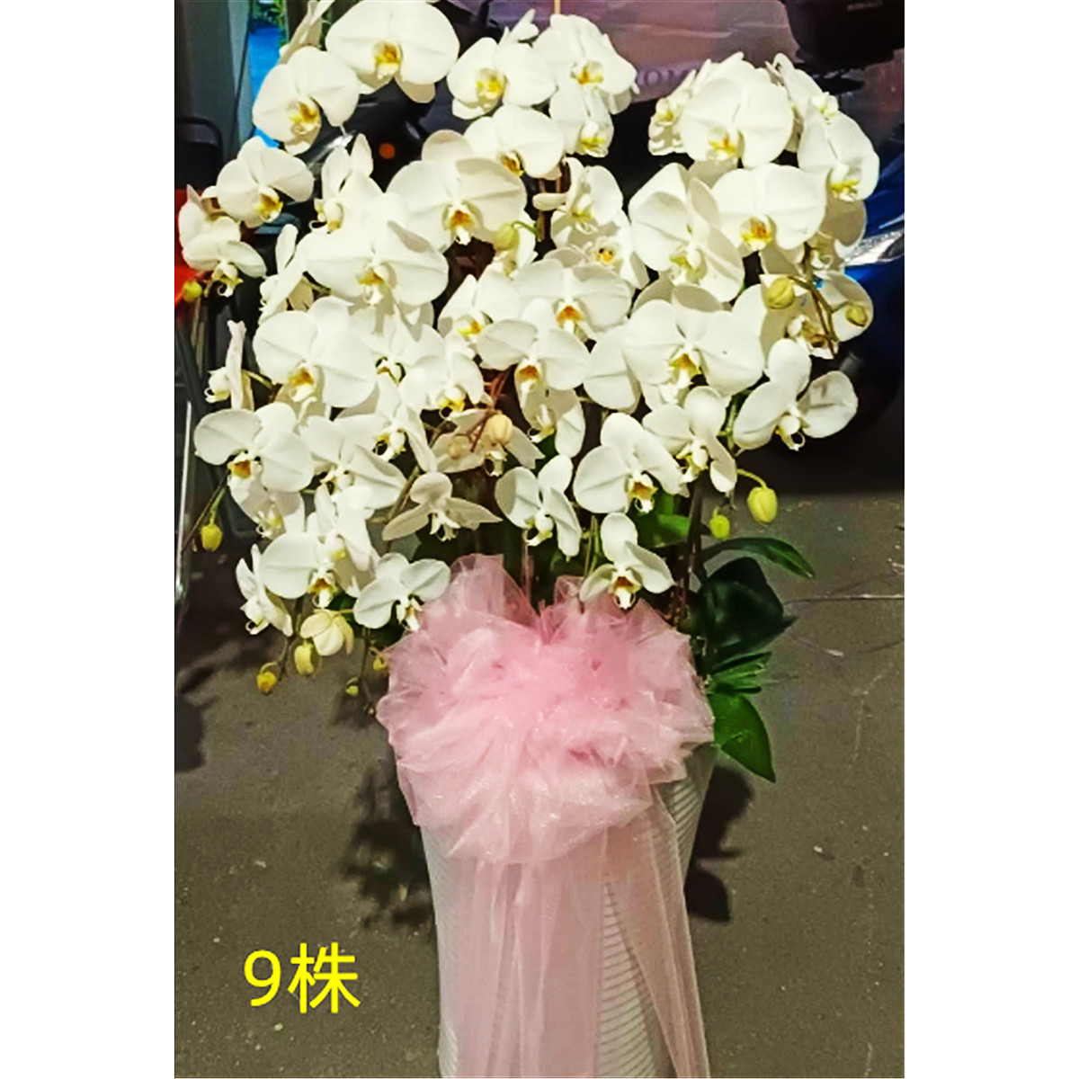 9株白色蘭花盆